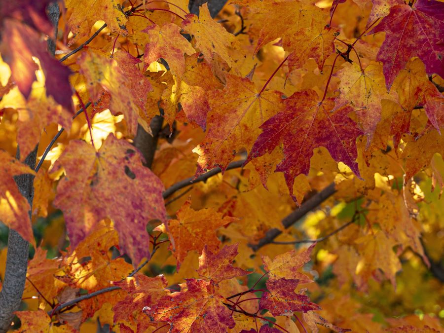 Leaves turning colors during fall foliage.