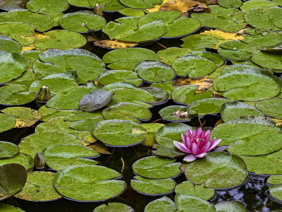 Lily pads